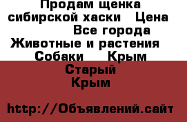 Продам щенка сибирской хаски › Цена ­ 8 000 - Все города Животные и растения » Собаки   . Крым,Старый Крым